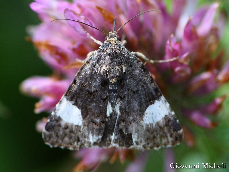 Eucarta virgo e altre Noctuidae comuni